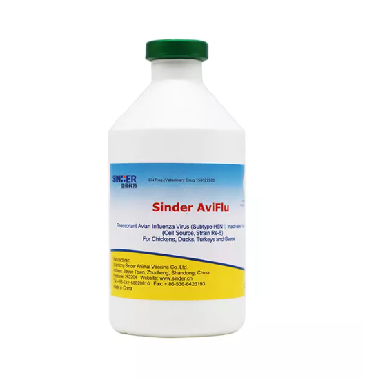 كيف تؤثر أنفلونزا الطيور على صحة الدواجن؟