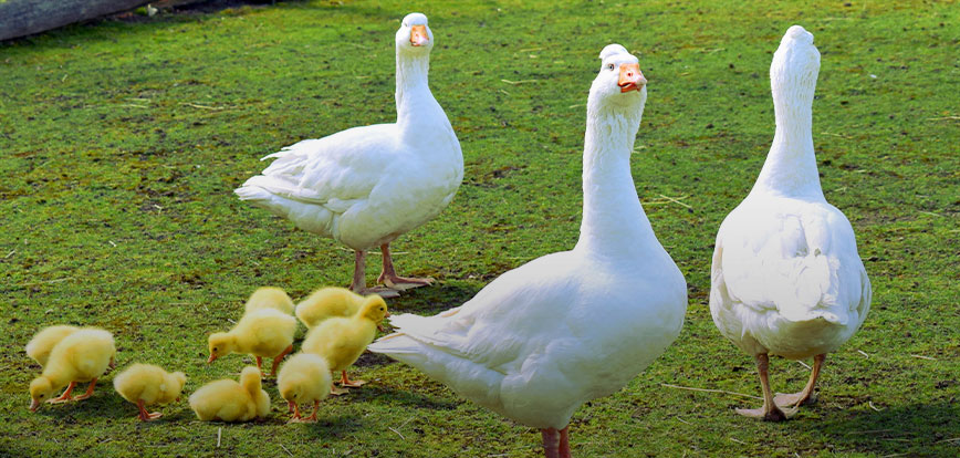 تربية البطة والأوس