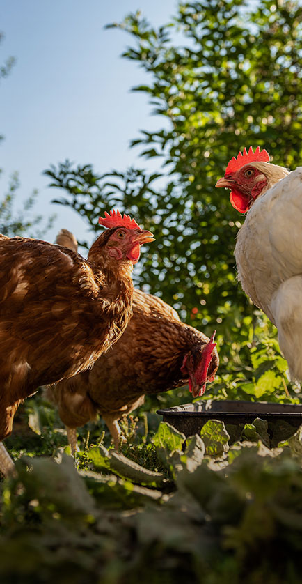 تربية الدجاج