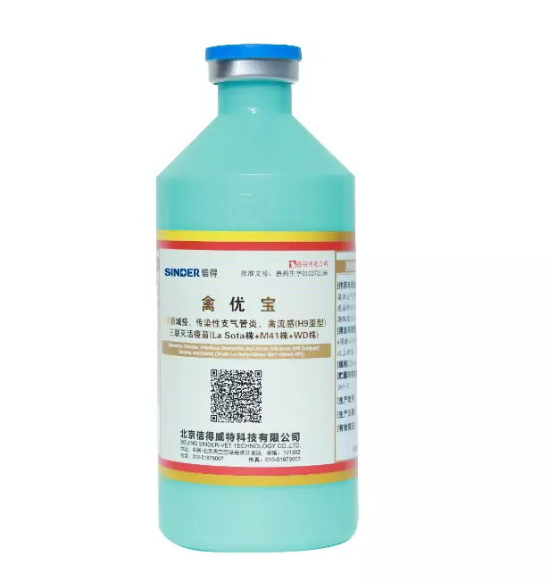 هل يستحق تطعيم الدجاج؟