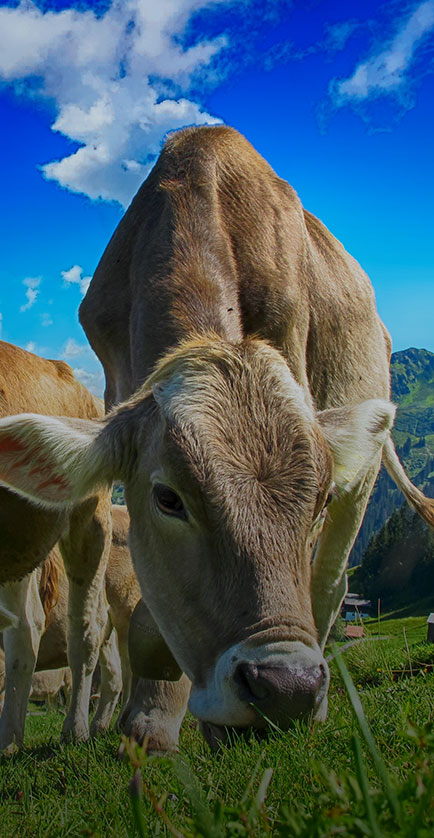 تربية الماشية