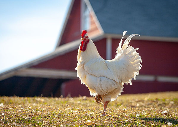 الكشف عن فوائد العلاج الدوائي لصحة الدواجن